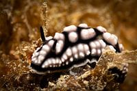 Nudibranches, Mabul Island in Malaysia