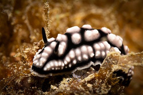 Zeeslakje, Mabul Island, Maleisie