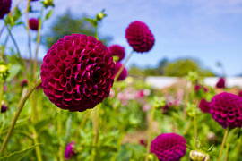 Wunderschöne Blumen in der Sonne von Gregor Abbas