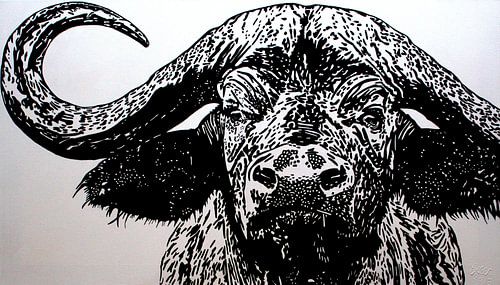 Bruce, de kaapse buffel