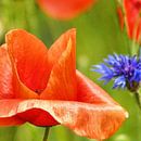 Mohn-Studien-002-101-3535 van Peter Morgenroth thumbnail