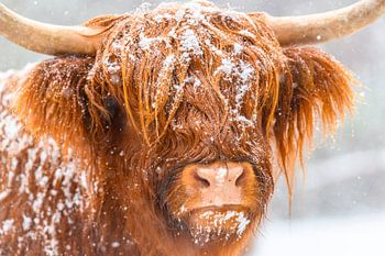 Bétail Highland écossais dans la neige