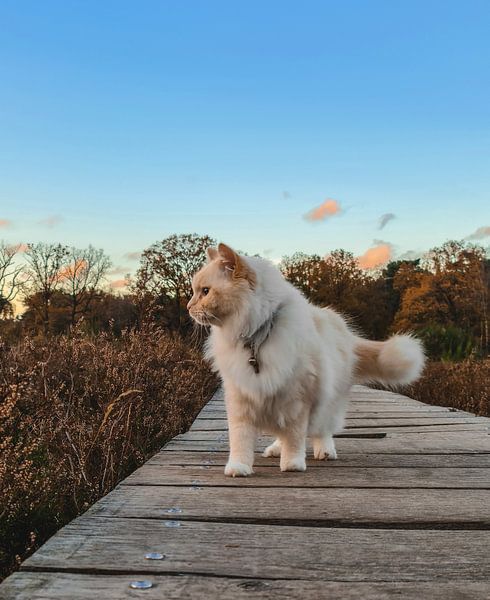 un chat dans les bois par Ivana Luijten
