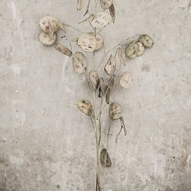 Dry flowers by Melanie Schat