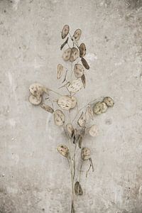 Trockene Blumen von Melanie Schat