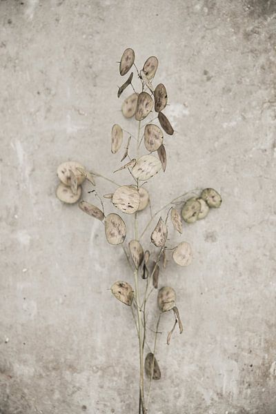 Dry flowers by Melanie Schat