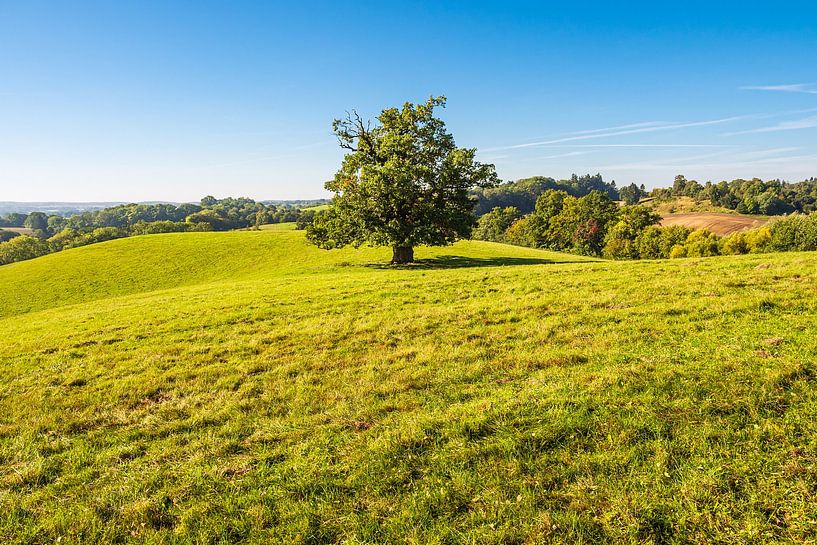 Landscape with paddock and trees near Hohen Demzin by Rico Ködder