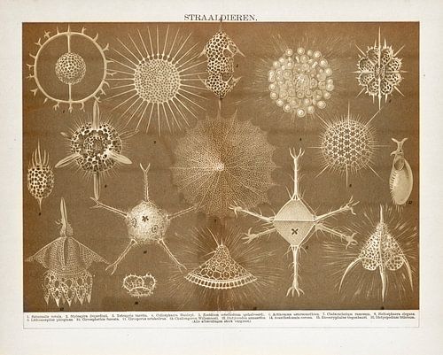 Antieke plaat Straaldieren