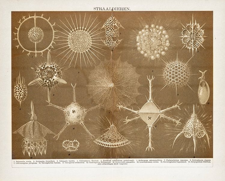 Assiette ancienne Jet animals par Studio Wunderkammer