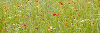 Feld mit Mohn, Kamille und Kornblumen von Hanneke Luit Miniaturansicht