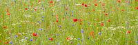 champ de coquelicots, de camomille et de bleuets