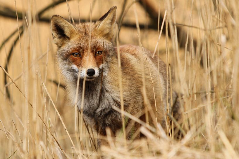 Red fox hiding in the reeds by Paul Wendels