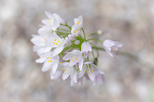 Rustic white flowers in soft, natural shades