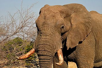 Portret van olifant in het Krugerpark Zuid Afrika van Truus Hagen