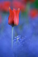 Rood - Blauw Tulp Studie