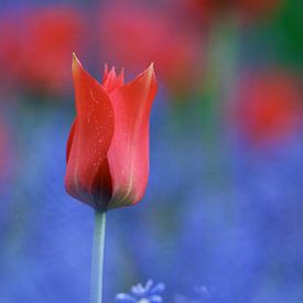 Étude sur les tulipes rouges et bleues sur Istvan Nagy