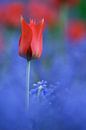 Rot-blaue Tulpenstudie von Istvan Nagy Miniaturansicht