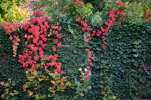 De kleuren van de herfst in verschillende pracht