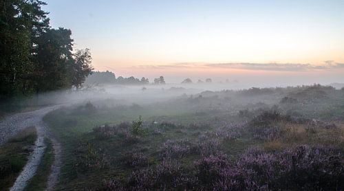 Mist over de heide van de Leuvenumse Bossen