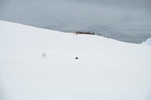 Les manchots dans l'immensité de l'Antarctique