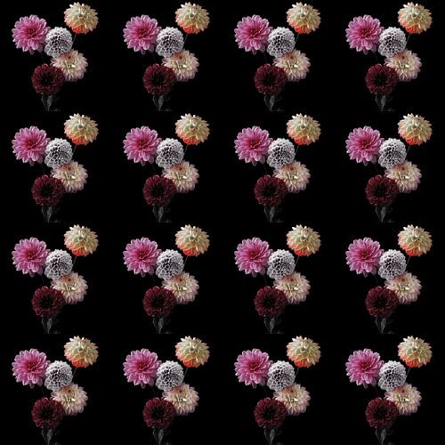 Bosje Dahlia's 4x4 donkerrood/roze