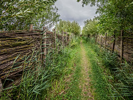 on the way to a birdwatching hide in the Nieuwe Dordtse Biesbosch