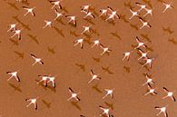 Europäische Flamingos (Phoenicopterus roseus) im Flug. von Beschermingswerk voor aan uw muur Miniaturansicht