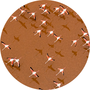 Europese Flamingo's  (Phoenicopterus roseus) in vlucht. van Beschermingswerk voor aan uw muur