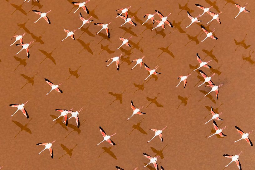 Europäische Flamingos (Phoenicopterus roseus) im Flug. von Beschermingswerk voor aan uw muur