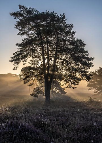 Leersumse veld part 14