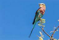 Bee-eater in Africa by Sander Wehkamp thumbnail