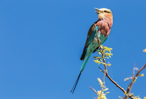 Bee-eater in Africa by Sander Wehkamp