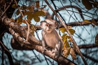Monkey in Botswana