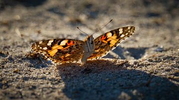Butterfly elegance on sandy ground in Komotini by Luc V. de Zeeuw