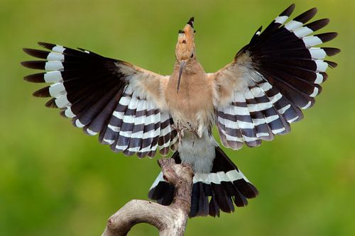 Eurasian Hoopoe landing on branch