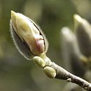 Magnolia in het voorjaar van Bargo Kunst thumbnail