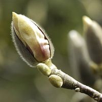 Magnolia in het voorjaar