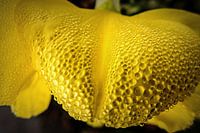 Regendruppels op gele bloem