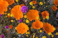 Bloeiende bloemen in Antelope Valley, Californië, Verenigde Staten van Nature in Stock thumbnail