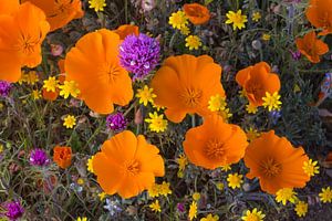 Blühende Blumen in Antelope Valley, Kalifornien, Vereinigte Staaten von Nature in Stock