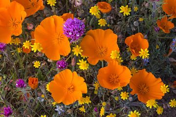Blooming flowers in Antelope Valley, California, United States by Nature in Stock