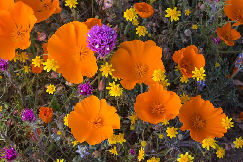 Bloeiende bloemen in Antelope Valley, Californië, Verenigde Staten van Nature in Stock
