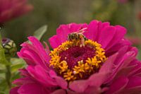 Bloemen
