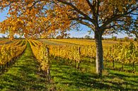 Golden Autumn by Andreas Kilian thumbnail