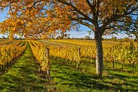 Golden Autumn