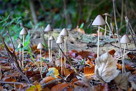 Together separately by Frank Amez (Alstamarisphotography)