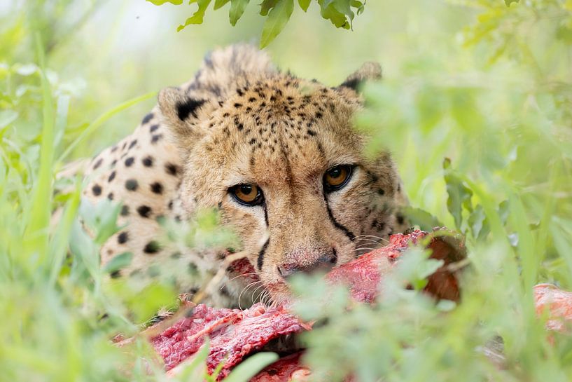 Cheetah with prey by Milou Hinssen