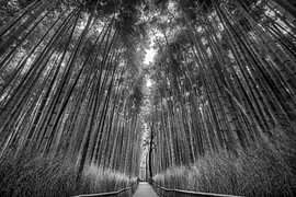 Bambus Wald schwarz-weiß