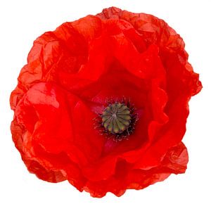 Mohn