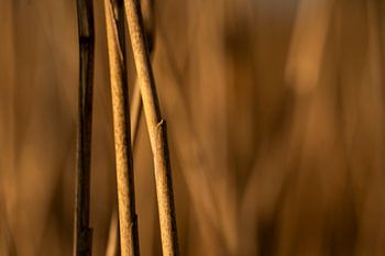 Ruhe und Frieden in den Schilfgebieten